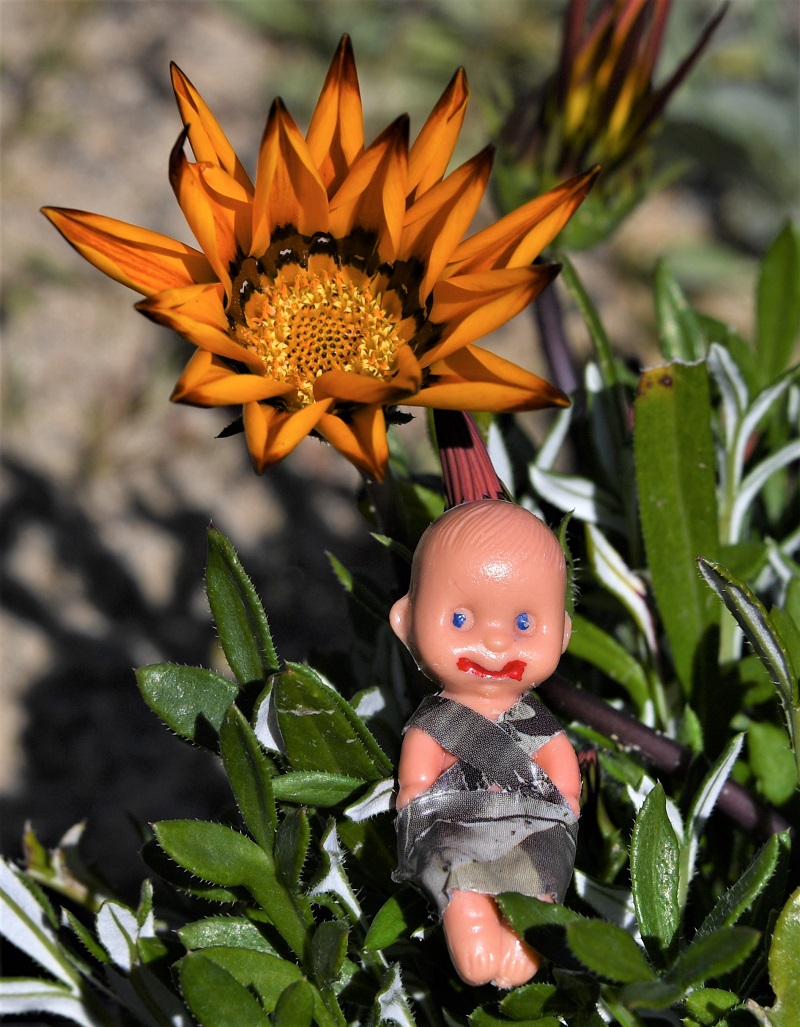 Brutus Baby at Badlands Park 27